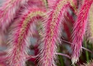 Pennisetum advena Tiny Tails